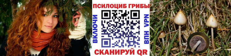 что такое   Ейск  Псилоцибиновые грибы прущие грибы 
